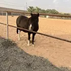 بوني او سيسي بلجيكي العمر اقل من خمس سناوت
