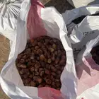 تمر سكري اعلاف