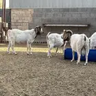 فحول بورقوت اصل للبيع الزلفي