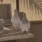 جوز زاجل ايس