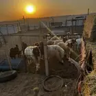 خرفان
