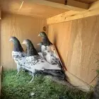 تيدي سخي تم البيع