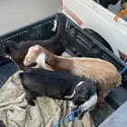 اجفاره لللبيع مشروط ع اشرط