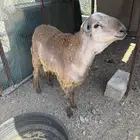 سواكني جذع