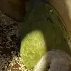 جوز كنيور ب 700