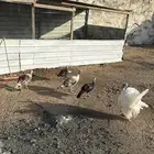 دجاج رومي
