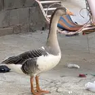 وز مهجن بسعر مغري لوجة الله محايل عسير