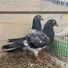 حمام باكستاني مستوى توب