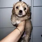 Shih tzu for adoption