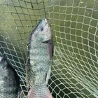 سمك بلطي سعر تصفية