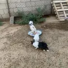 ارانب للبيع بيشه