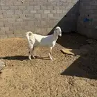 للبيع جفره فاخره مضرع