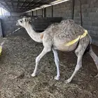 قعود للبيع الموقع الجله