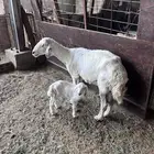 شاه حريه للبيع معها رخل