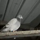 زاجل وباكستاني