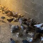 دجاج للبيع عمر 3 شهور