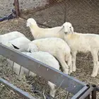 طليان تربيه
