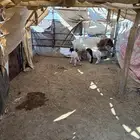 رغوث نعيميه توم