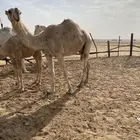 للبيع شقحاء