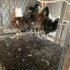 البيع دجاج سلكي