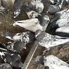 حمام فيها التيدي والرام والبتيرا