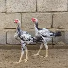 دجاج باكستاني