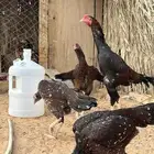 دجاج باكستاني