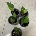 نباتات داخلية