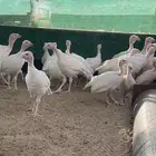 دجاج رومي