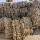 تبن شعير