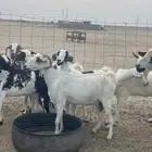 معزا جنوبيات دفيع مراح منوة القاني تبارك الرحمن تم البيع