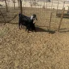 عنزا معاها 2
