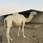 للبيع لقحه ملاقي