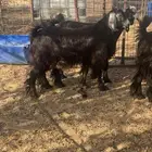 تيوس ثلاجه مجابيب