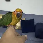 للبيع فروخ صن كنيور