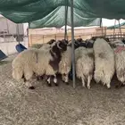 خرفان بلدي فاخر