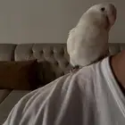 ببغاء روز البينو عيون حمر