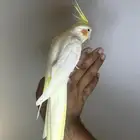 كروان ذكر لاتينو(( تم البيع ))