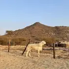طلي فحل صنف