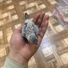 فروخ كنيور