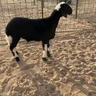 للبيع خروف شحم العمر 4 شهور الموقع ( نساح )