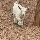 جفرة قزمي للبيع