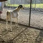 فحل جذع عمره سنه يضرب تأم