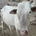 بقرة للبيع