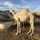 بكره حقه كفو