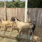 فحل بيشي للبيع