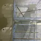 قفص مع بياضات طويلة الاجل