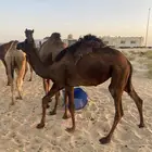 بكره مجهم