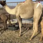 خلفه مصغر تحتها قعود ب 8800 تم البيع