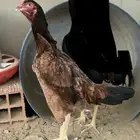 دجاجة سندية